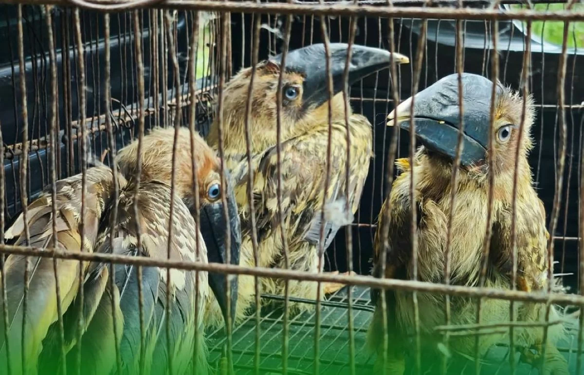 
RESCUED rufous hornbills (DENR-12)
