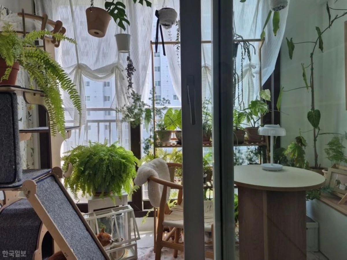 Oh Jung-won's study balcony, her cats' favorite spot (Photo: The Korea Times/Oh Jung-won)