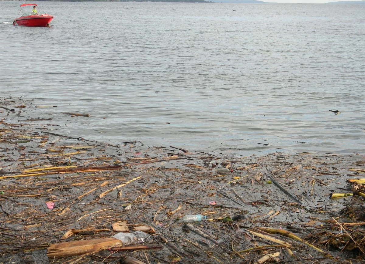 Growing amounts of litter have been found in the marine environment.