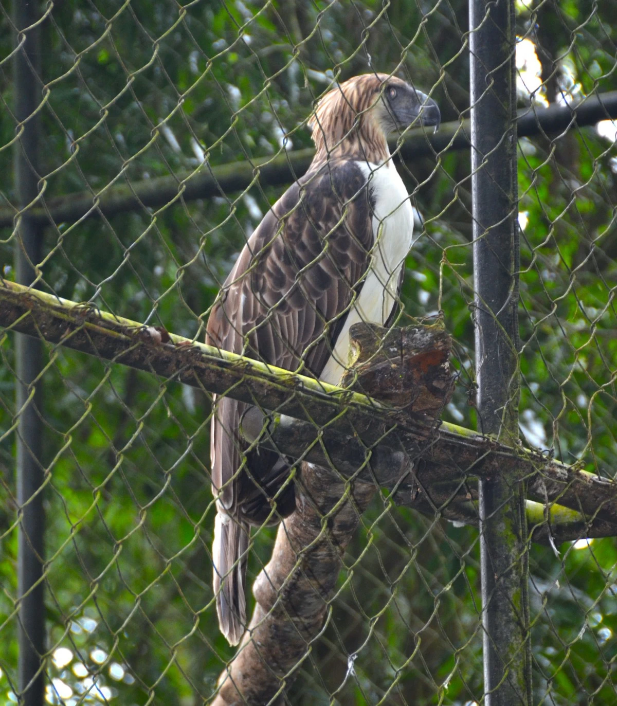 Most of the Philippine eagles at the Philippine Eagle Center are kept in cages.
