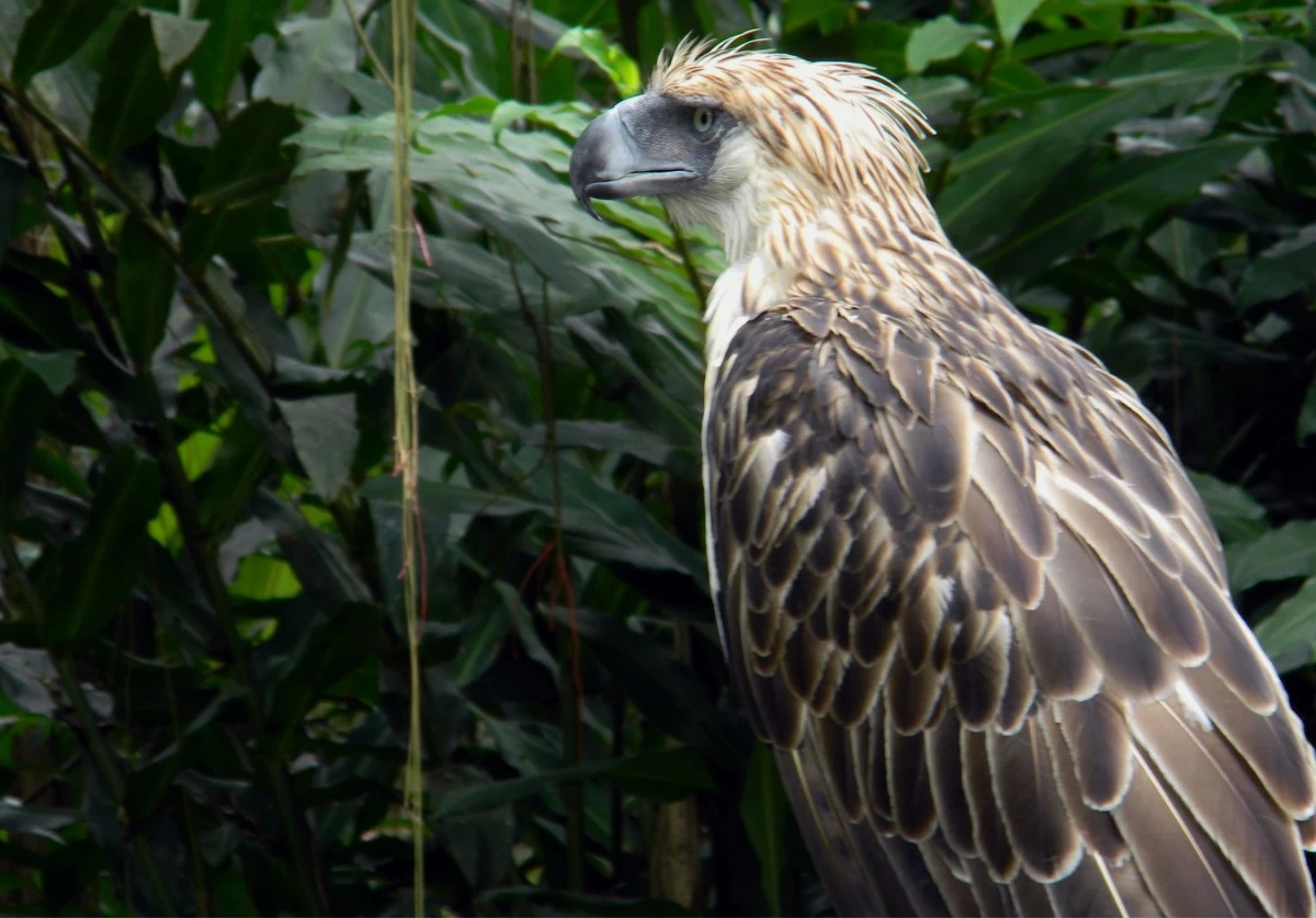 The endangered Philippine eagle, the country's national bird.