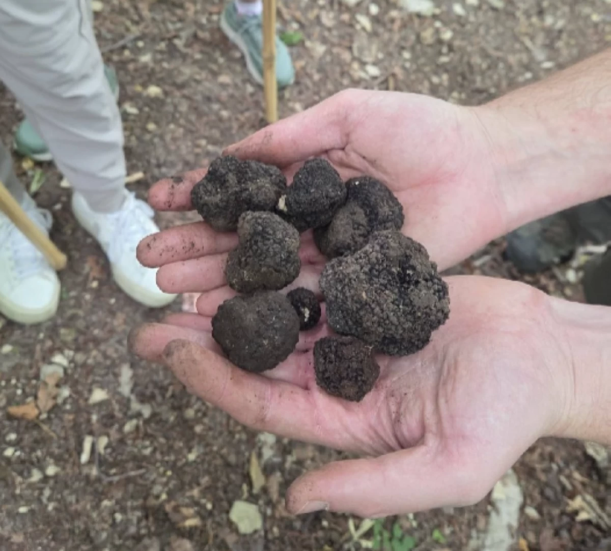 Truffles we gathered from the hunt (Photo: Dr. Edsel Salvana/Manila Bulletin)