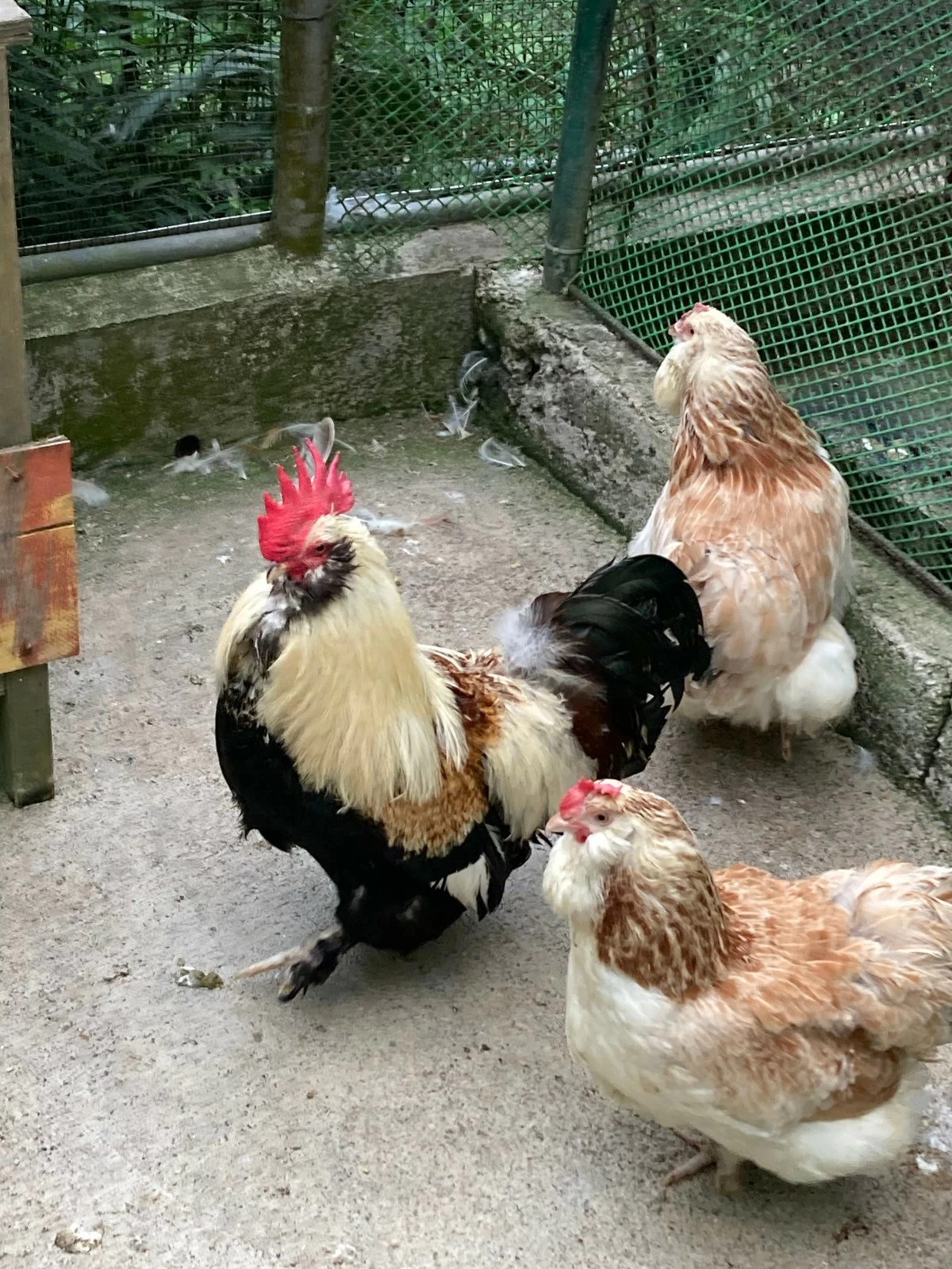 BIG BOY Different types of chicken can be found being raised at the farm