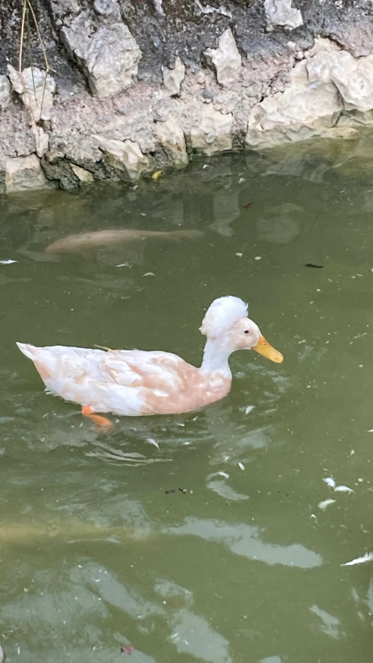 CUTIE PATOOTIE This duck with an afro stands out among the group