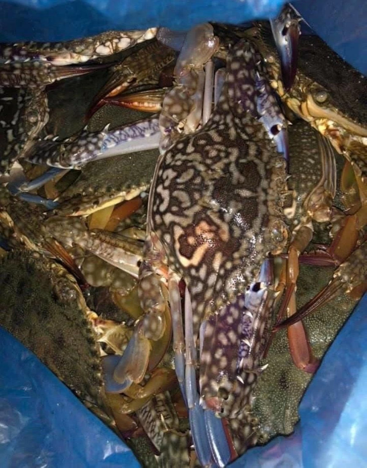 BLUE crabs from Negros Occidental. (Glazyl Masculino)