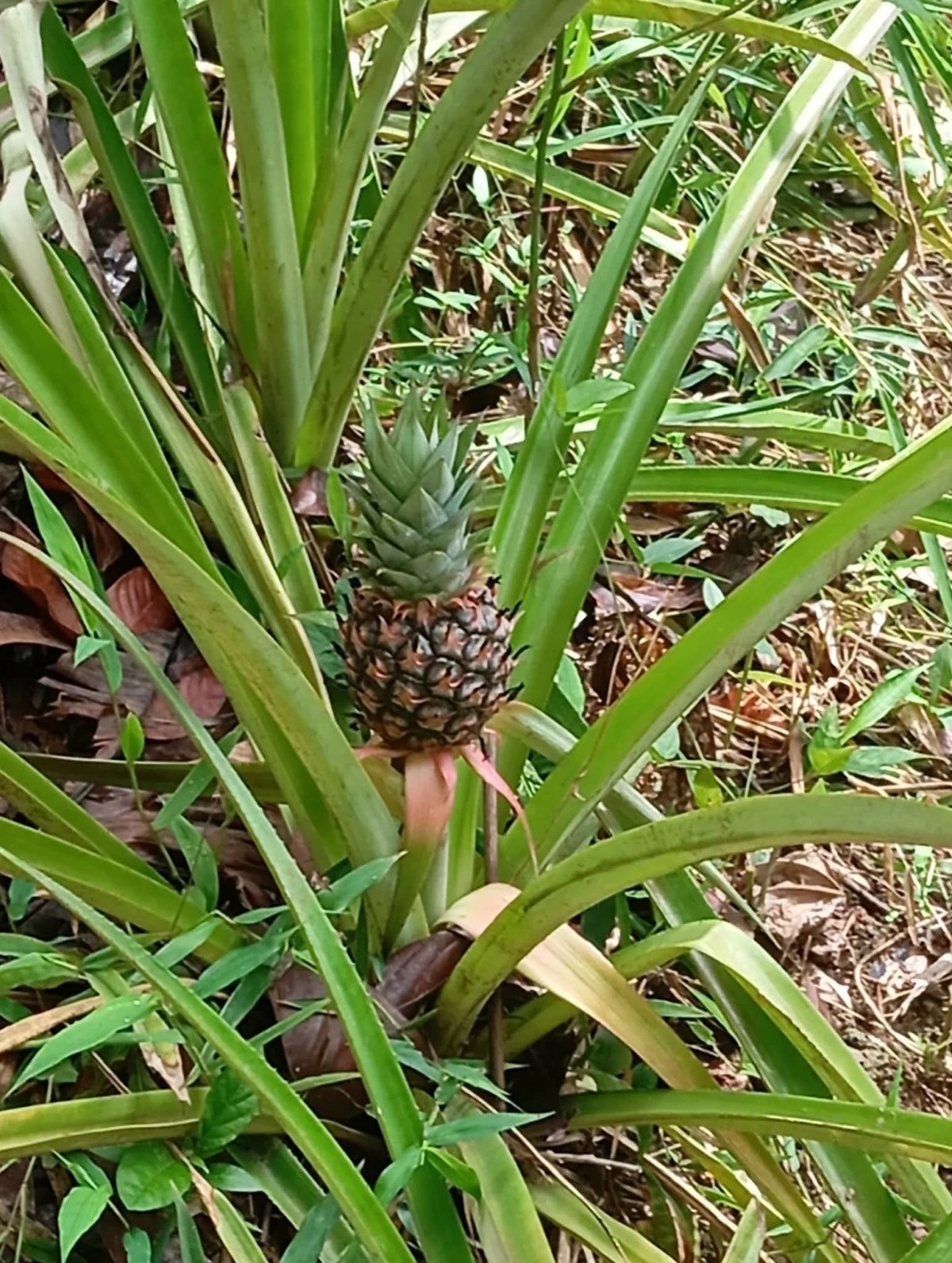 Residents of Sitio Kilingan and Sitio Panusugin in Barangay San Jose, Antipolo City look forward to harvesting the fruits of their tree-planting efforts once crops such as this pineapple are ready for harvest in the coming months. (Photo by Nel Andrade)