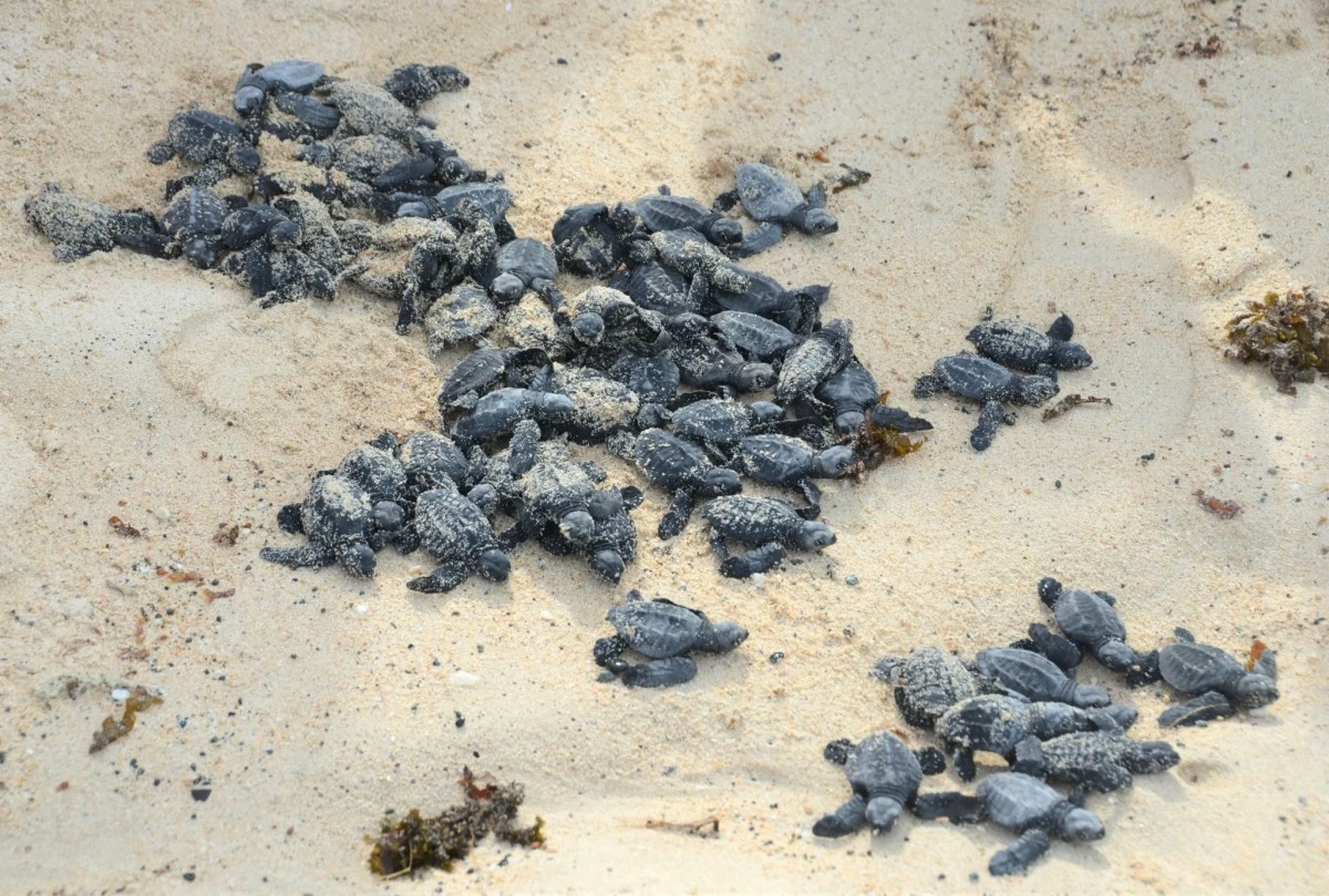 Marine turtles are released, though only one in 100 survives. 