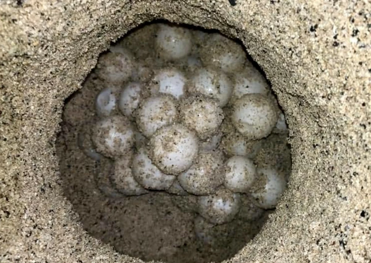 Pawikan eggs were dug up and transferred to a safer area for hatching.