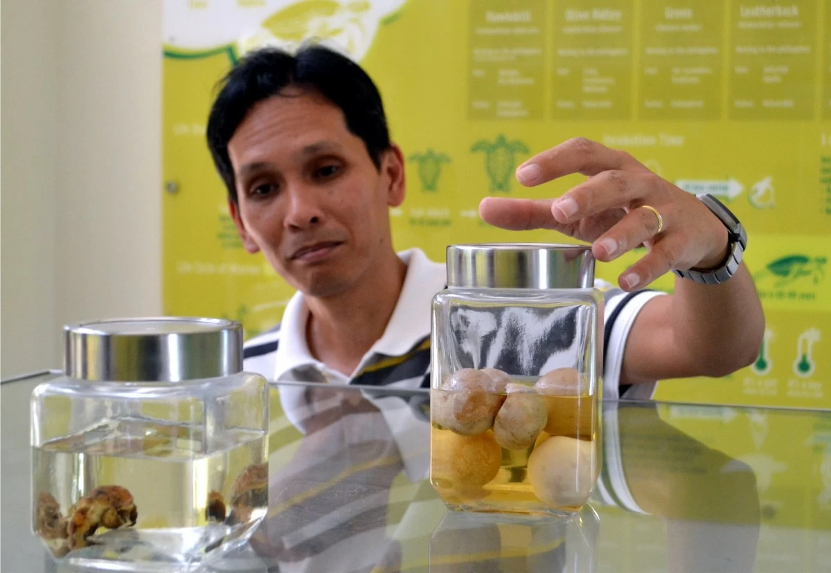 Eggs and embryos of marine turtles are displayed for educational purposes.
