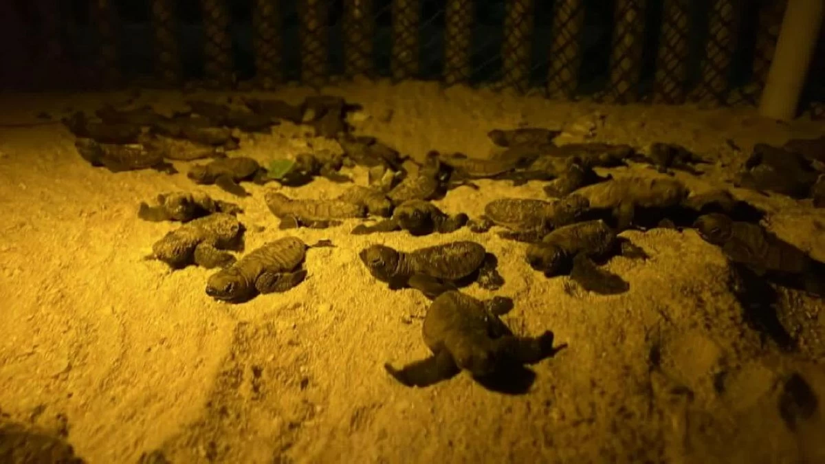GREEN sea turtle hatchlings crawl to the sea in Panglao, Bohol on Monday night, June 15. (DENR-7)