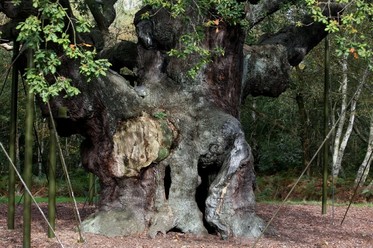 FILE - A 1,200-year-old Major Oak tree, where Robin Hood allegedly used as a hide out, stands in Sherwood Forest near Nottinghamshire, England, on Oct. 19, 2007. (AP Photo/Simon Dawson, File)