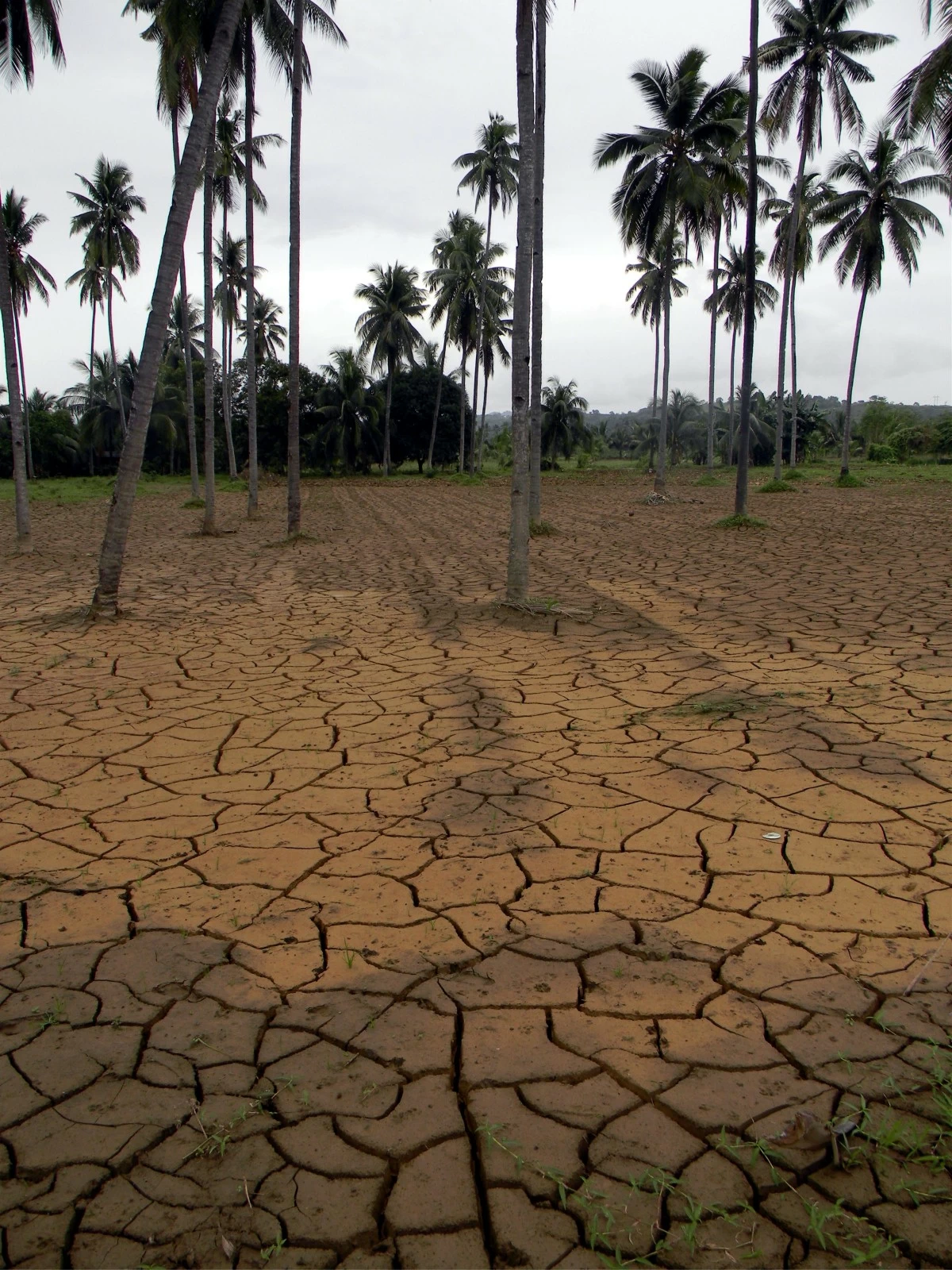 The current El Nino is bringing drought conditions that could affect food production in the country.
