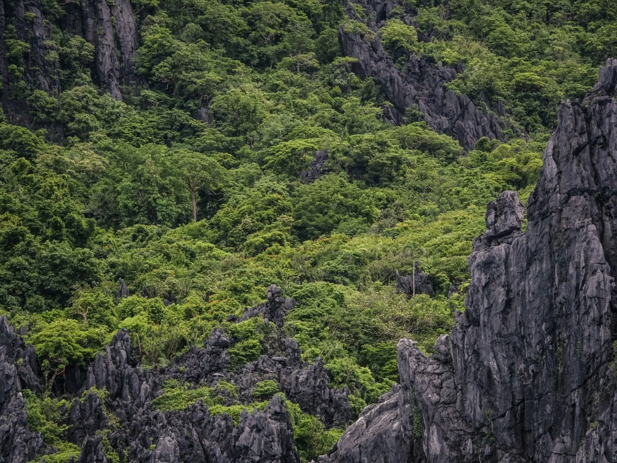Forests of Palawan (Image by Joshimer Binas via Pexels)