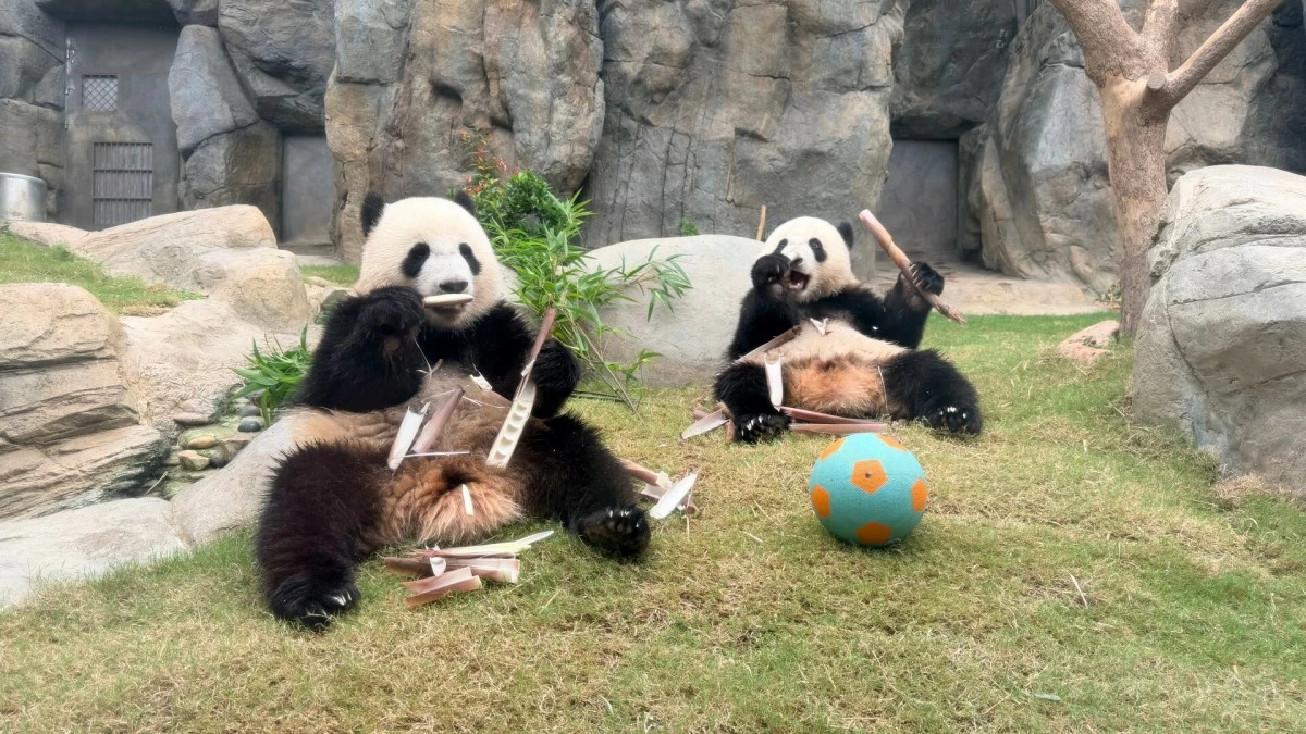 CUTIE SIBBIES Panda twins Jia Jia and De De at Ocean Park Hong Kong.  (Photo Ocean Park Hong Kong)