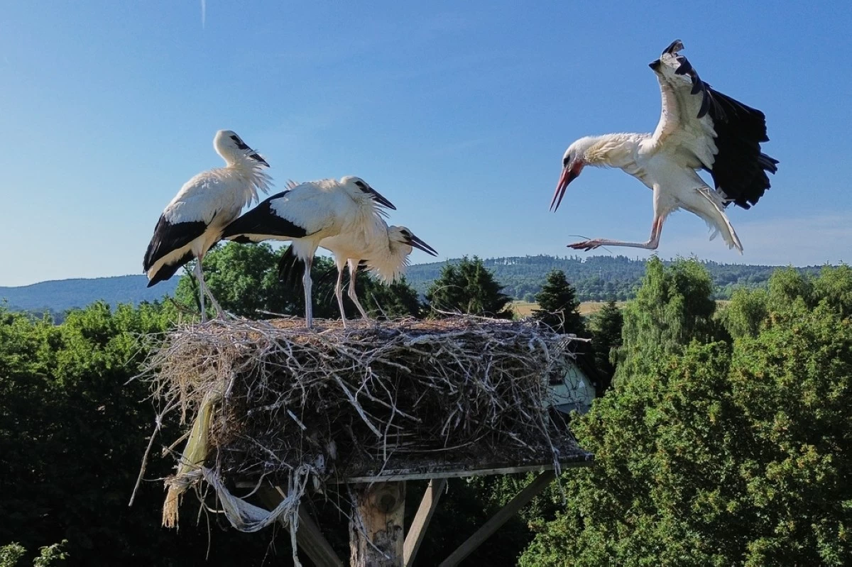 A stork approaches its nest in Wehrheim near Frankfurt, Germany, Friday, June 26, 2026. (AP Photo/Michael Probst)