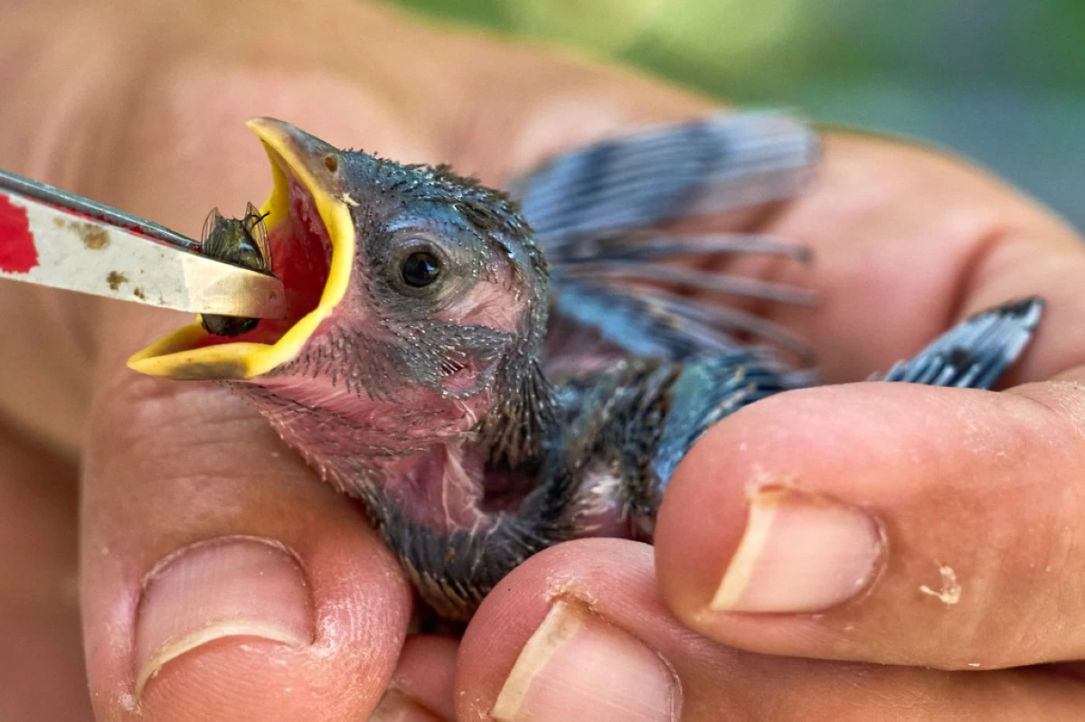 A one-week-old sparrow kitten that fled out of its nest due to the hot temperatures is fed with flies by a veterinarian in Wehrheim near Frankfurt, Germany, Friday, June 26, 2026. (AP Photo/Michael Probst)