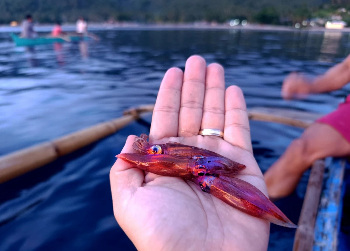 Pintuyan pygmy squid
