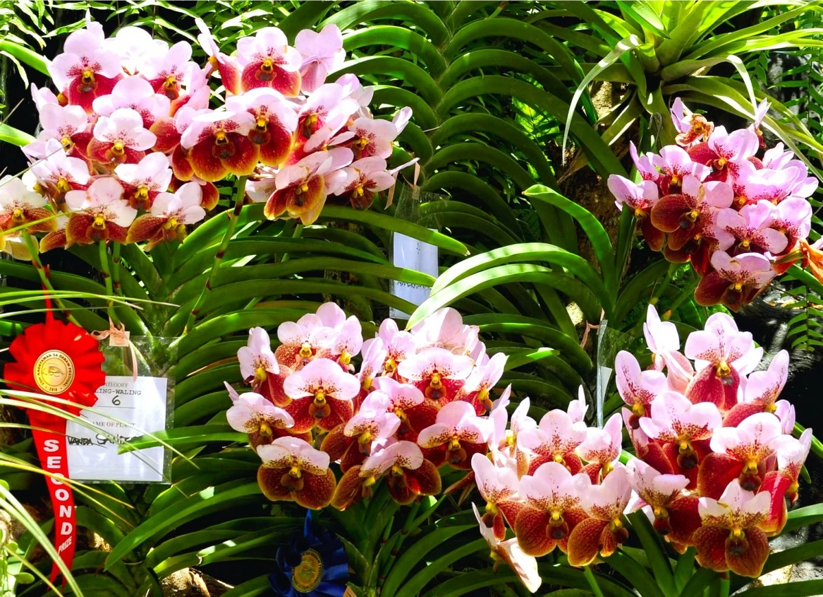 The waling-waling is one of the most prominent orchids displayed during the Kadayawan sa Dabaw festival. 
