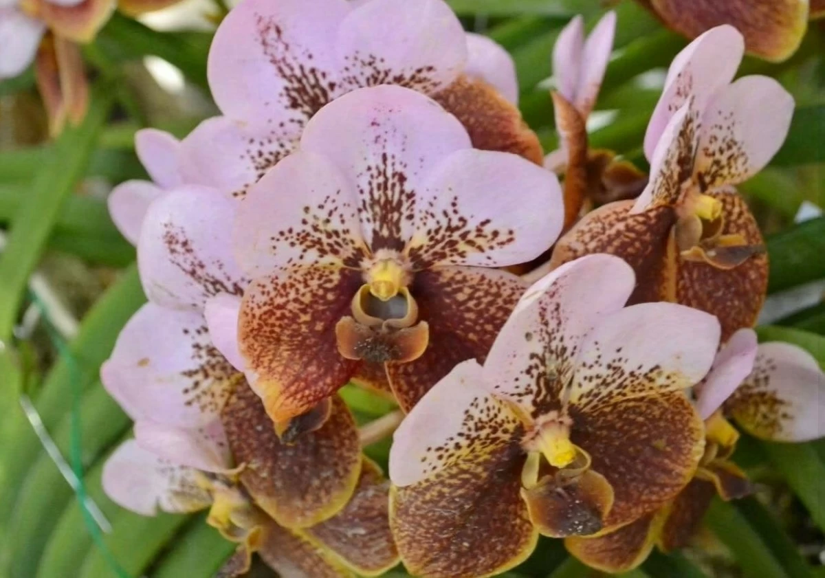 A stunning up-close view of the waling-waling orchid. 
