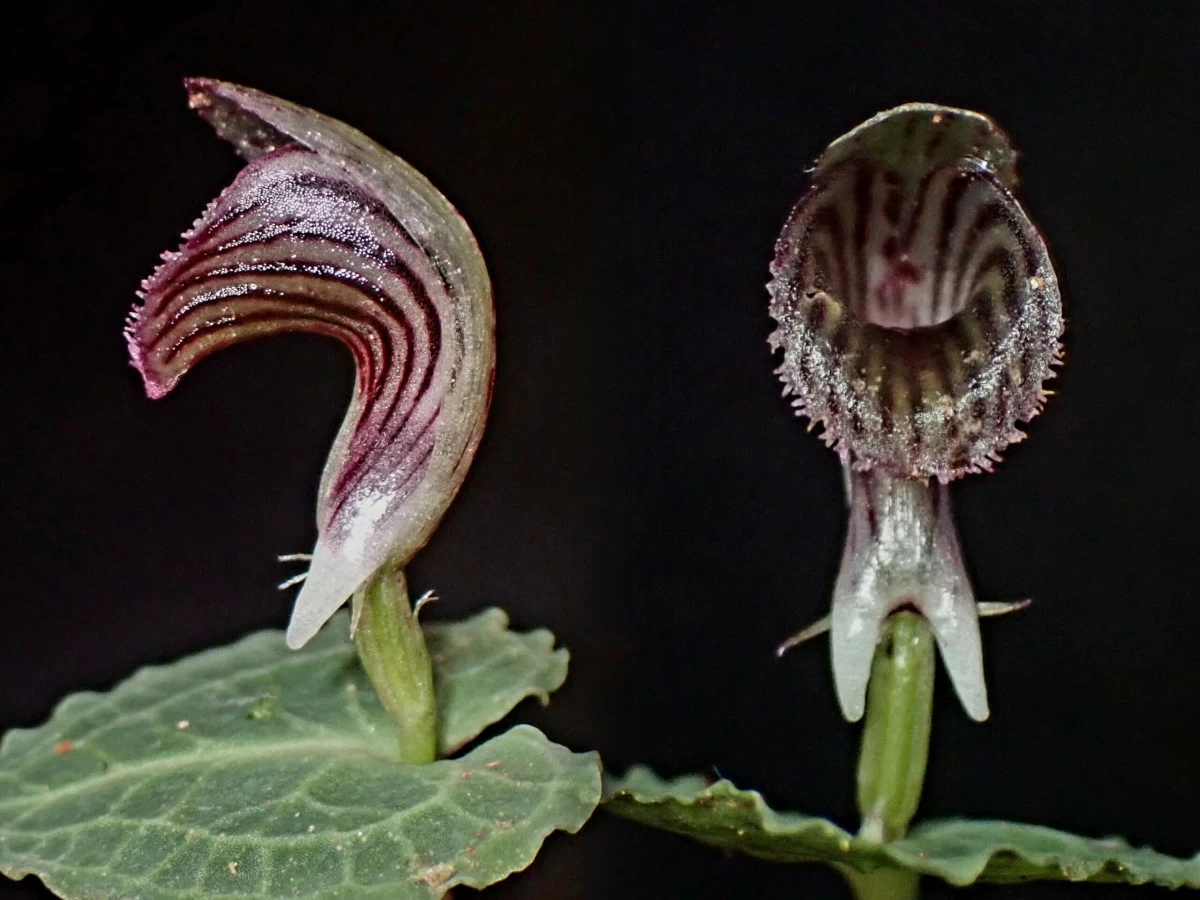 Corybas apoensis (Daryl S. Salas)