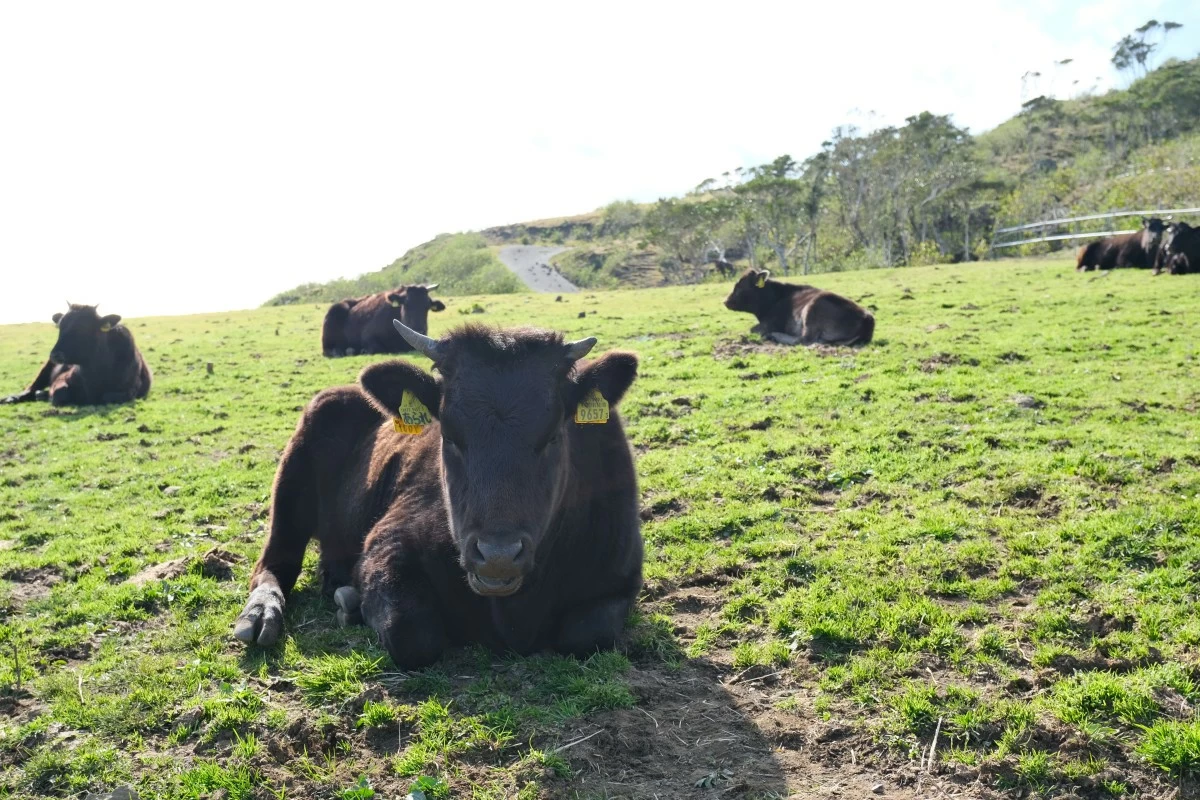Hachijo-Fuji Fureai Farm.
Editorial rights : (c) Jiji Press