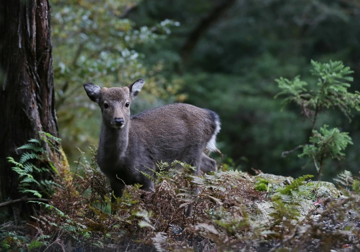 A deer stands on the side of a forest road on the island of Yakushima, Kagoshima Prefecture, southwestern Japan, on Nov. 15, 2017.
Editorial rights : (c) Jiji Press