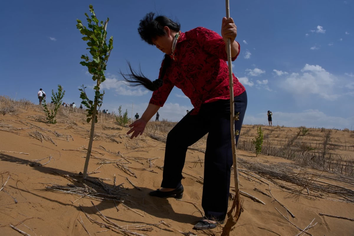Desert control worker Yin Yuzhen visits a desertification control site of the Engebei Ecological Area near Ordos in northern China's Inner Mongolia province on Friday, June 12, 2026. (AP Photo/Ng Han Guan)