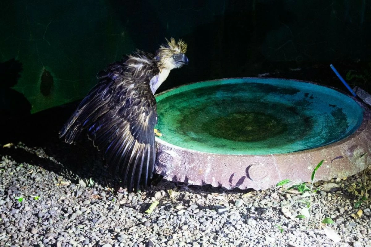 PHILIPPINE Eagle Sawaga-Dalwangan inside the isolation cage at the Philippine Eagle Center in Malagos, Davao City. (Keith Bacongco)