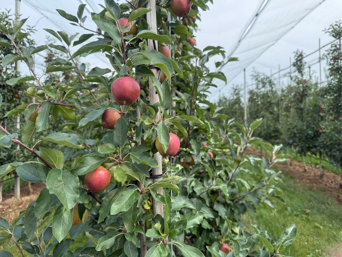 Polish apples are hoping to enter the Philippine market to compete in the current market dominated by Japan, China, US, and New Zealand. In the photo are young apples from SanGrow which will be ready for harvest in two months.