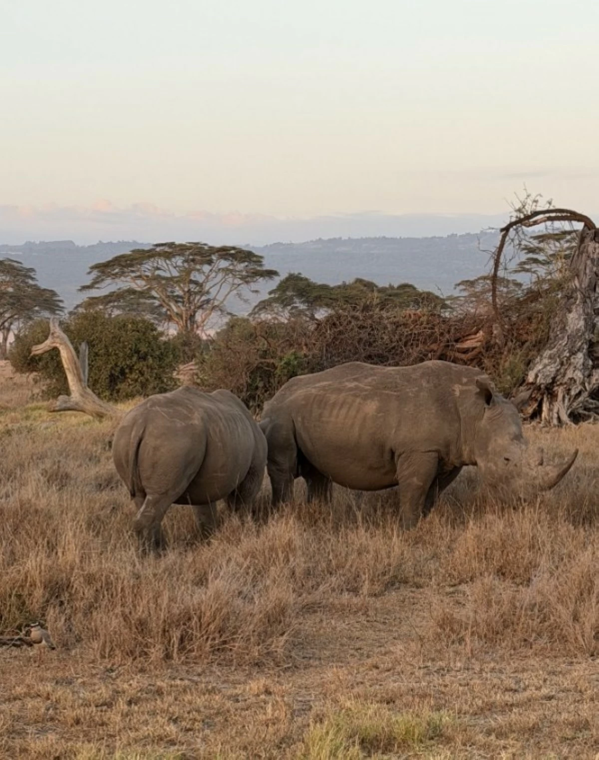 Borana Conservancy has recorded no rhino poaching incidents since 2014, reflecting the effectiveness of its ranger force and community-based conservation model.
