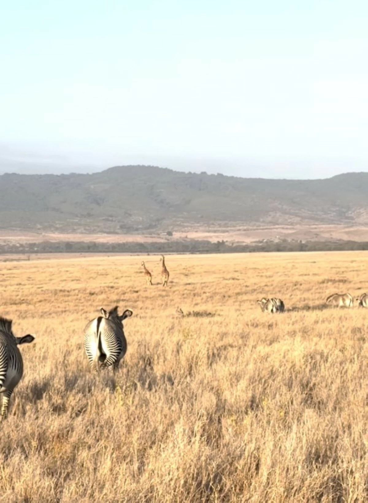 Zebras follow giraffes across the landscape, relying on their height to detect predators and provide an early warning of danger. 
