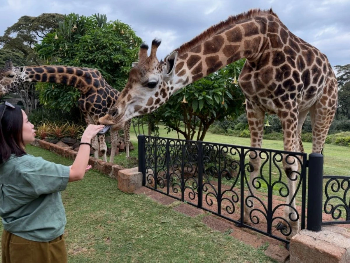 Rothschild’s giraffes from the conservation program visit Giraffe Manor twice daily.
