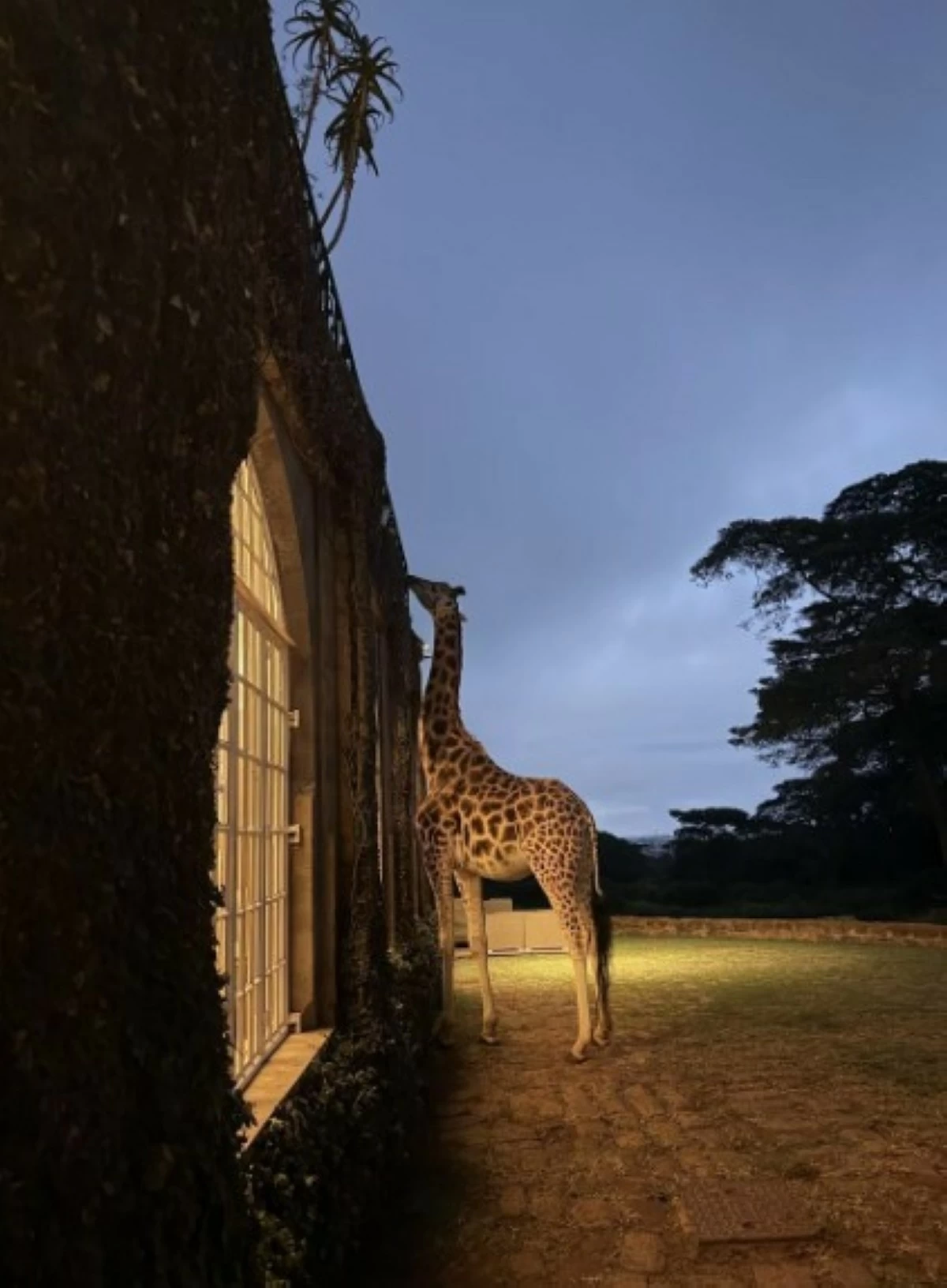 The Giraffe Centre has helped restore Rothschild's giraffe populations through breeding, education, and reintroduction programs.

