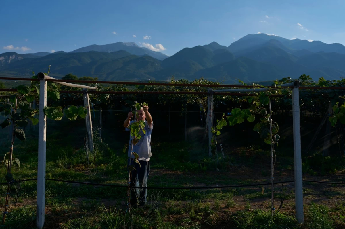 Theodoris Papaioannou tends his kiwi orchard, backdropped by Mount Olympus, near the village of Dion in northern Greece, Tuesday, July 14, 2026. (AP Photo/Petros Giannakouris)