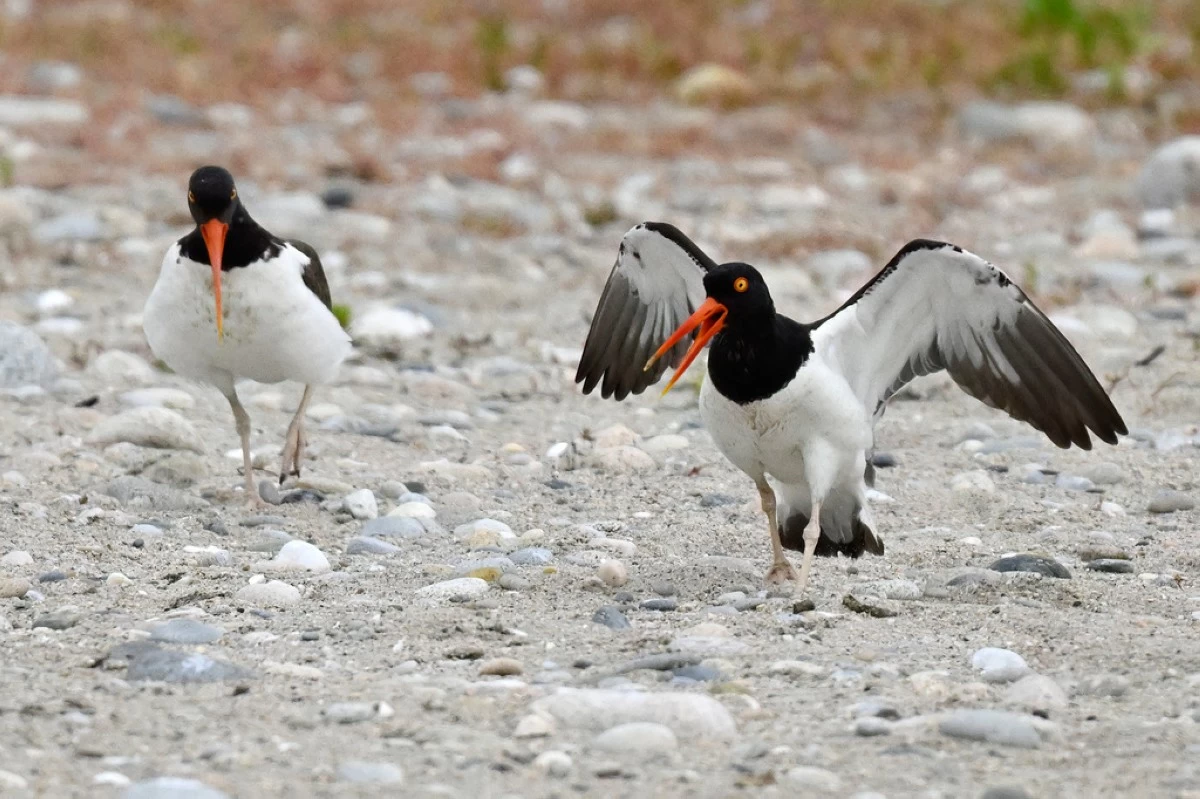 Adult oystercatchers react after their offspring was taken by shorebird monitors at Trustom Pond National Wildlife Refuge in South Kingstown, R.I., June 19, 2026. (AP Photo/Jessica Hill)
