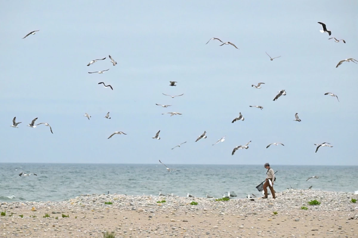 Shorebird Crew Lead Mary Bertschi of the United States Fish and Wildlife Service tracks down a juvenile oystercatcher that took off running at Trustom Pond National Wildlife Refuge in South Kingstown, R.I., June 19, 2026. (AP Photo/Jessica Hill)
