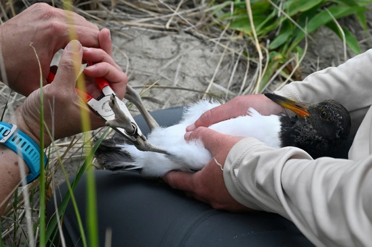 A juvenile oystercatcher is tagged by Wildlife Biologist Maureen Durkin, left, at Trustom Pond National Wildlife Refuge in South Kingstown, R.I., June 19, 2026. (AP Photo/Jessica Hill)