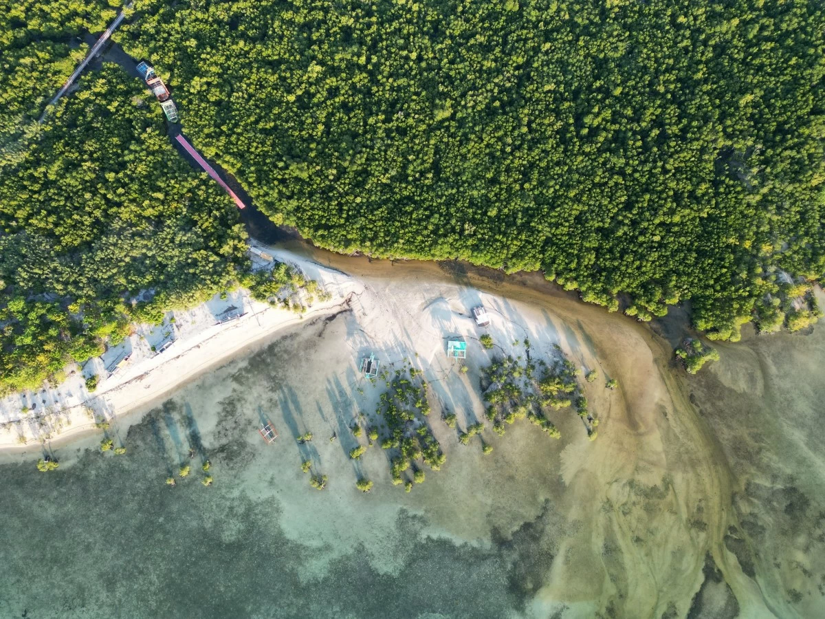 Mangrove coastline of San Andres in Quezon. (Image by Malvin Biguerras via Pexels)