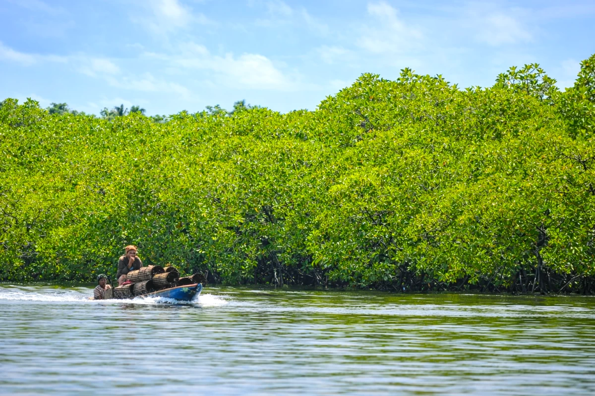 Mangrove waterways serve as transport routes for coastal residents.