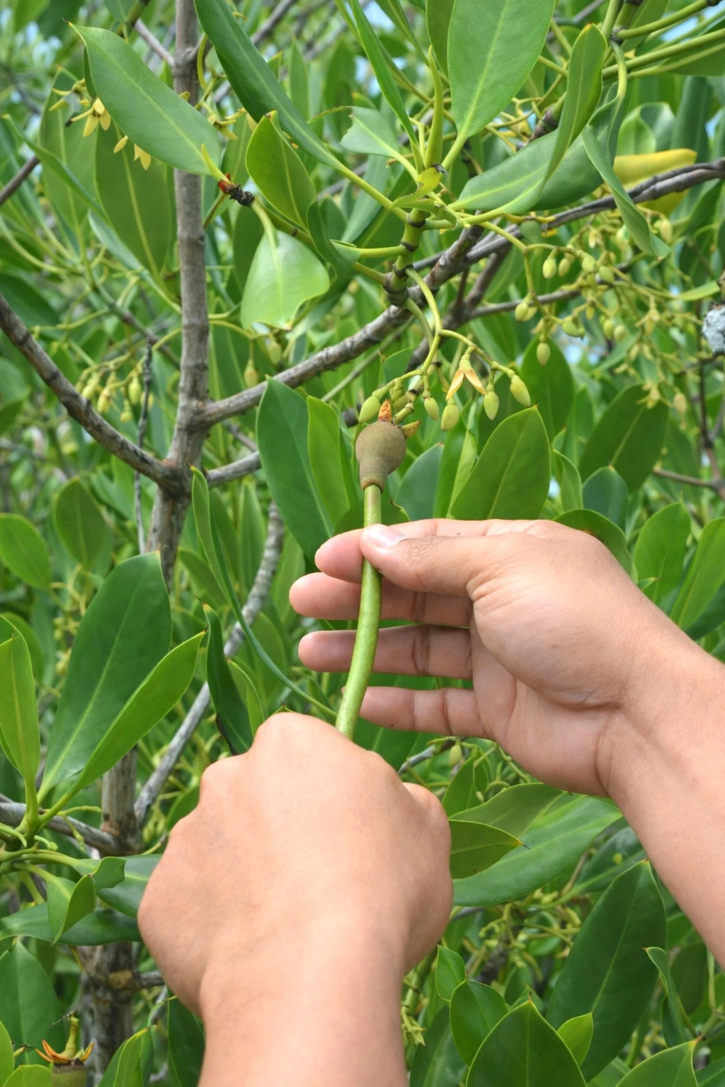Flowers of a mangrove tree in bloom.
