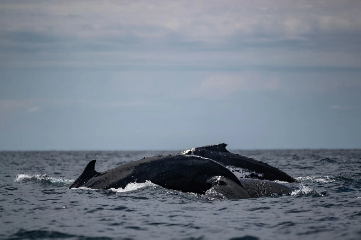 Humpback whales surface together in Bahia Solano, Colombia, Sunday, Aug. 27, 2023. (AP Photo/Ivan Valencia, File)