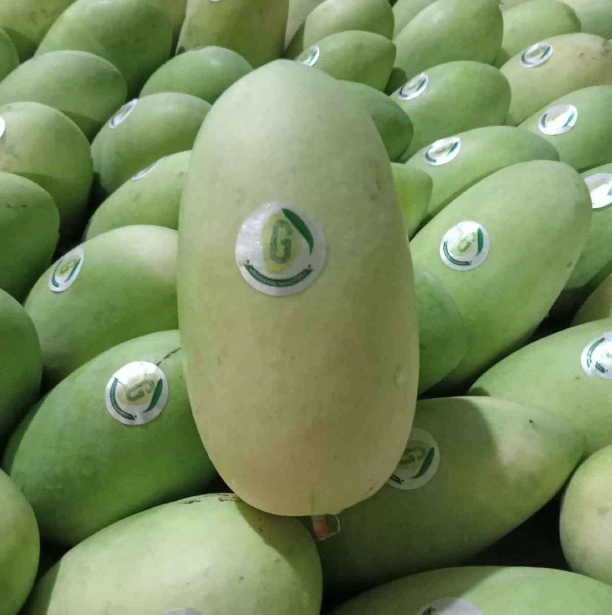 AUTHENTIC GUIMARAS MANGO — Close-up photo of a Guimaras mango with a sticker label. (Helena Quezon)