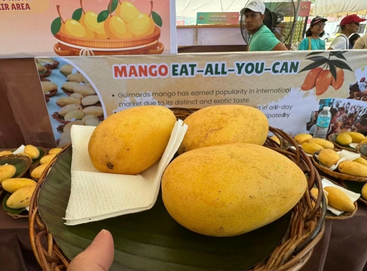 RIPE MANGOES — Guimaras mangoes displayed at the Manggahan Festival 2025.
