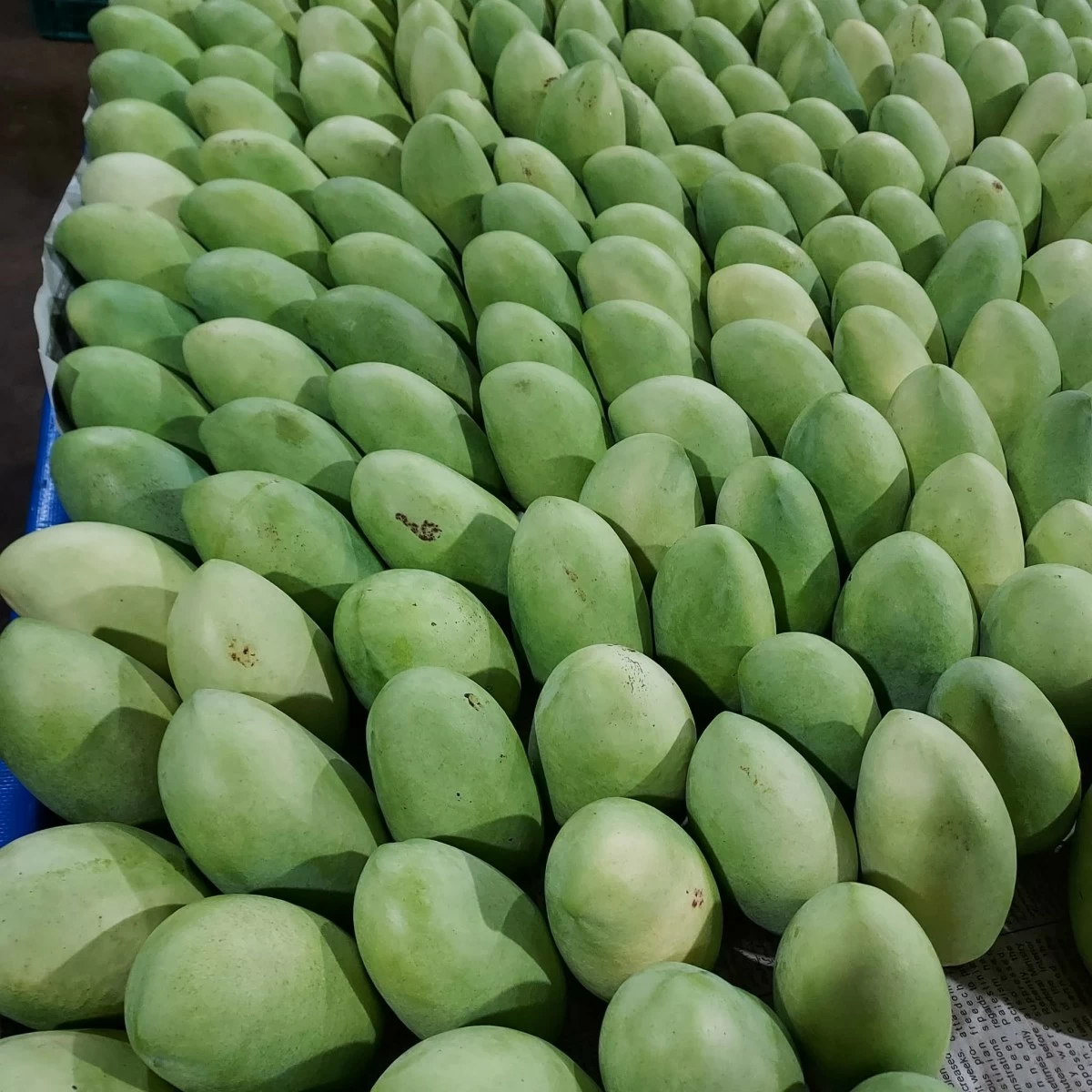 SORTED MANGOES — Freshly picked and sorted mangoes prepared for delivery. 
