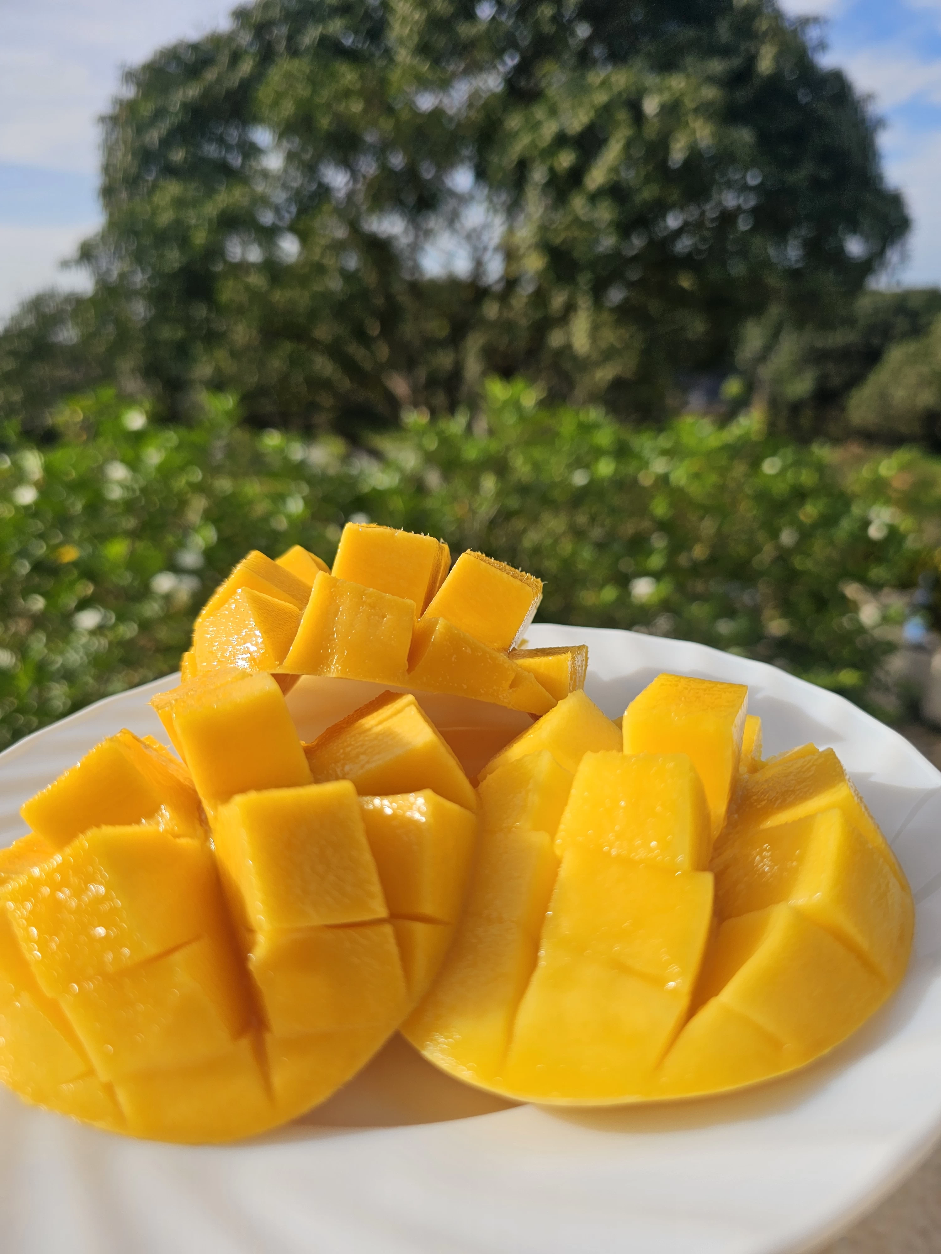 RIPE MANGOES — Guimaras mangoes displayed at the Manggahan Festival 2025.