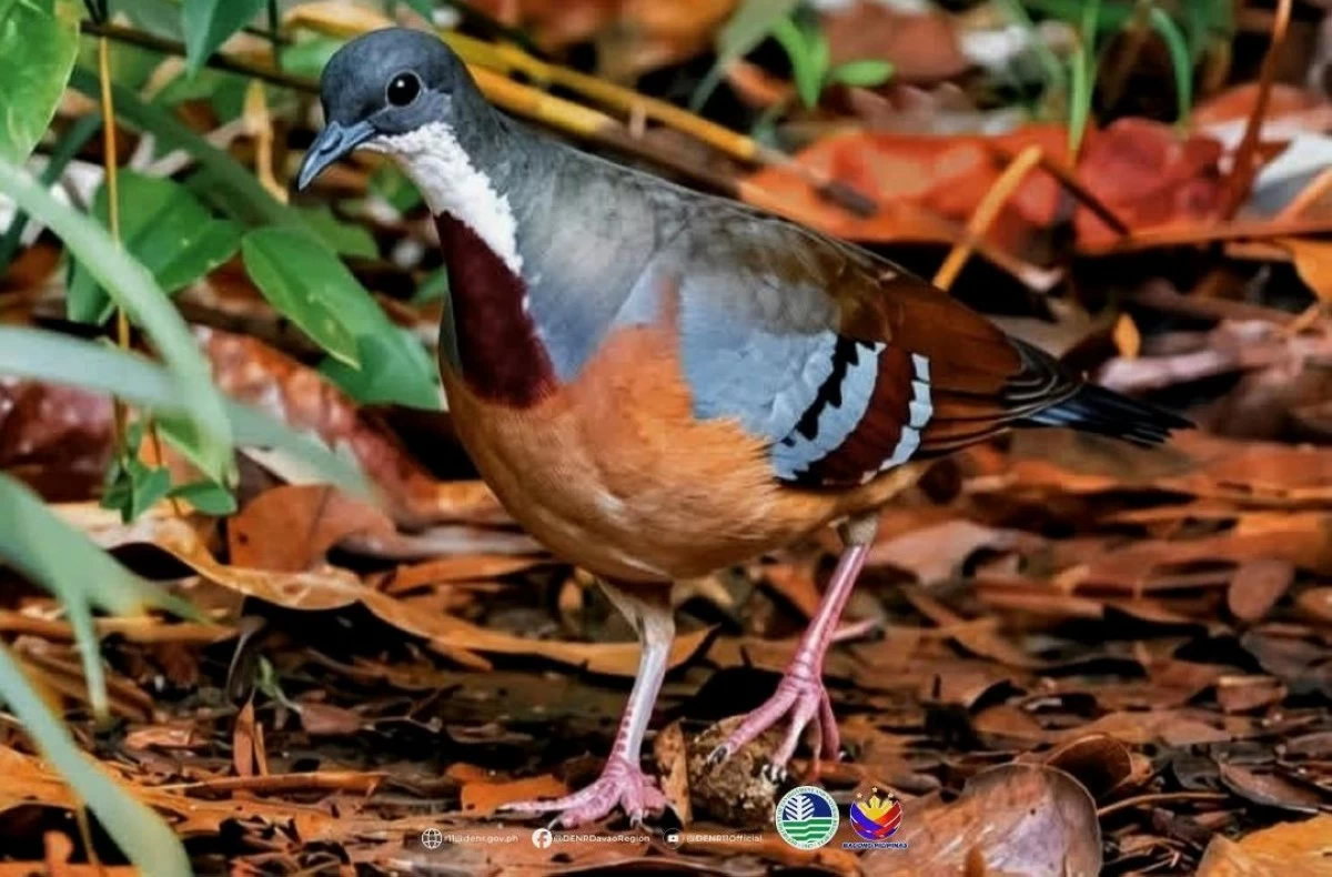 MINDANAO bleeding heart pigeon (DENR Davao) 


