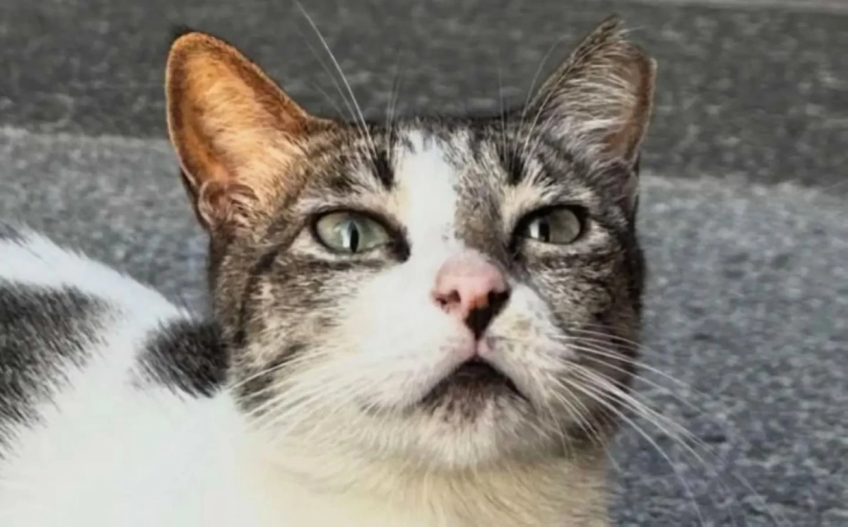 Community cat Ghost (Photo from Cats of McKinley) 