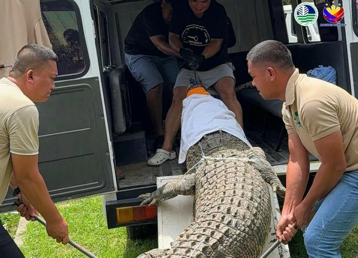THE rescued crocodile. (Photo via Liezle Basa)