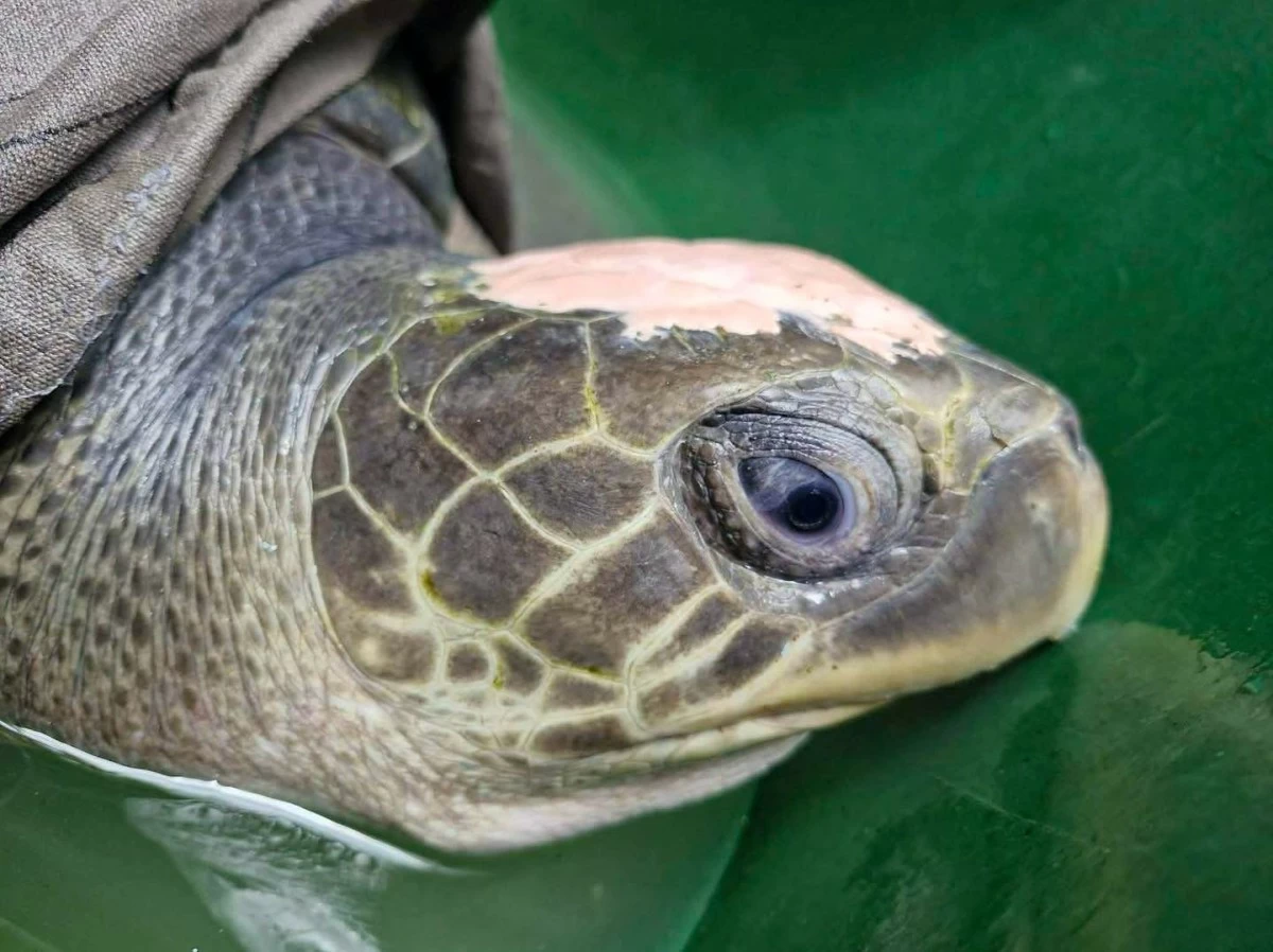 THE rescued Olive Ridley sea turtle (FB)