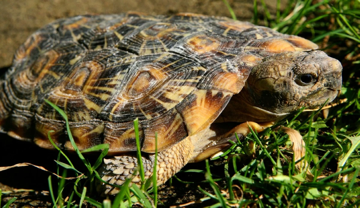 A pancake tortoise appears at the Oakland Zoo in Oakland, Calif., on Sept. 30, 2010. (AP Photo/Ben Margot, File)